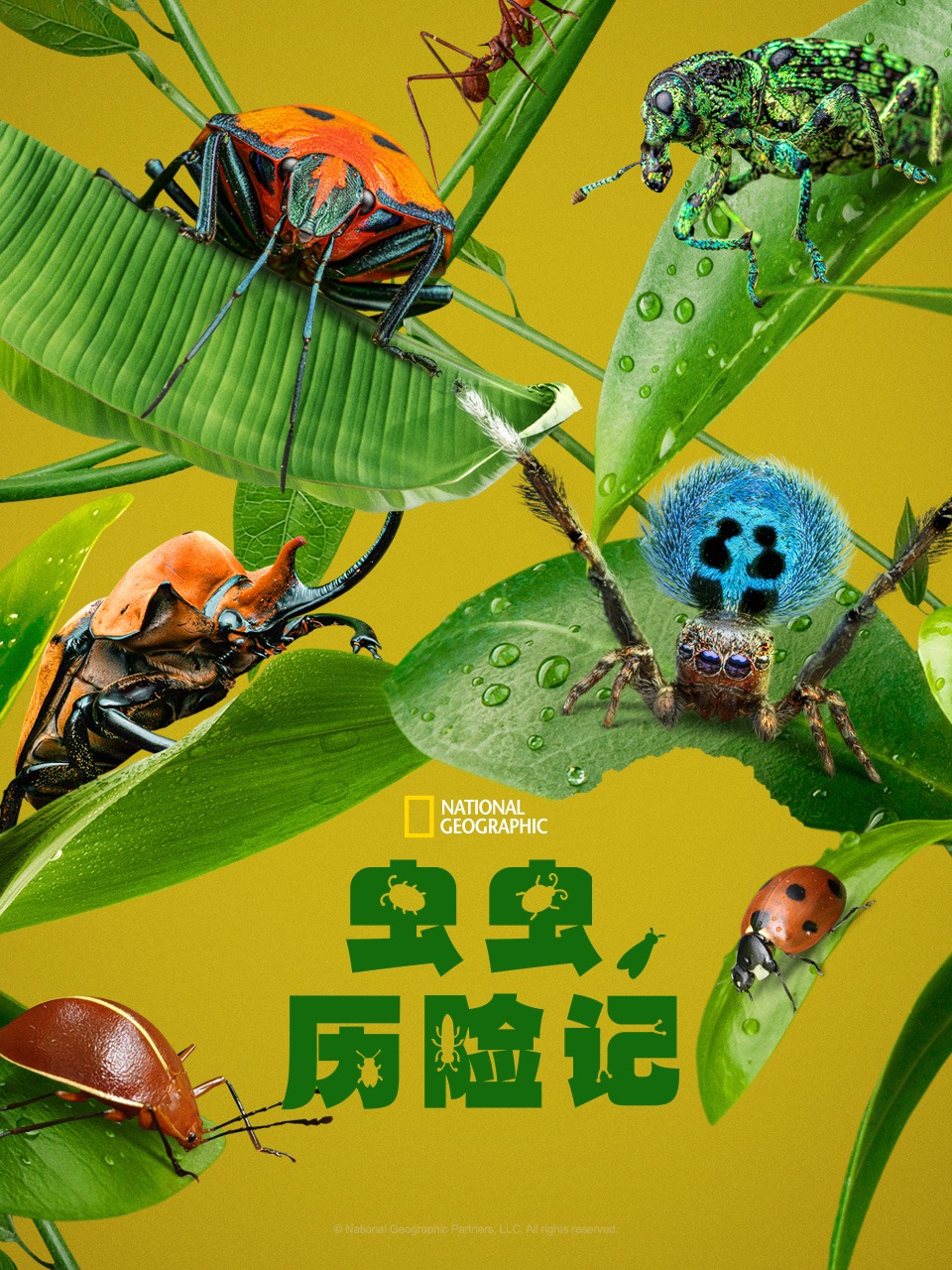 虫虫历险记封面图