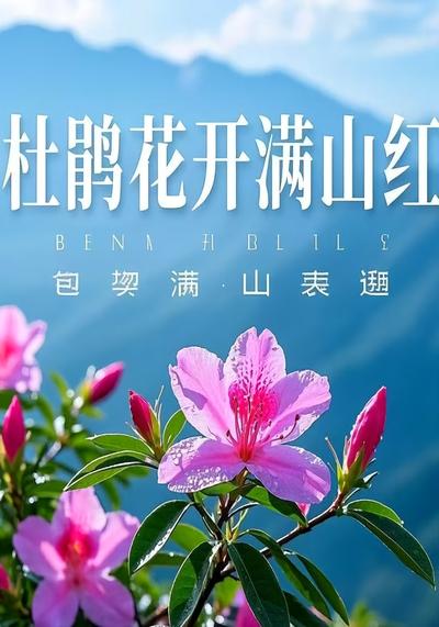杜鹃花开满山红封面图