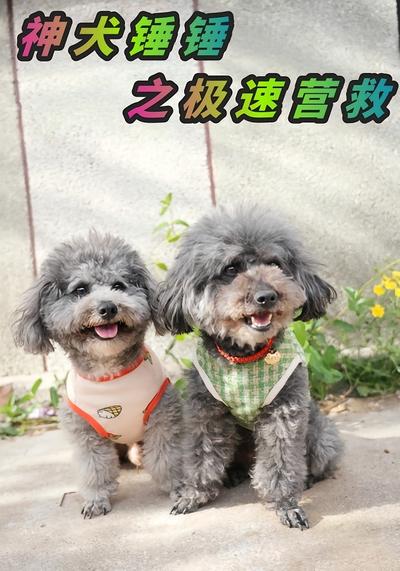 神犬锤锤之极速营救封面图
