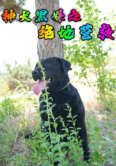 神犬黑妹之绝地营救封面图