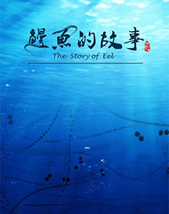 鳗鱼的故事封面图