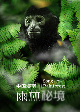 中国海南·雨林秘境封面图