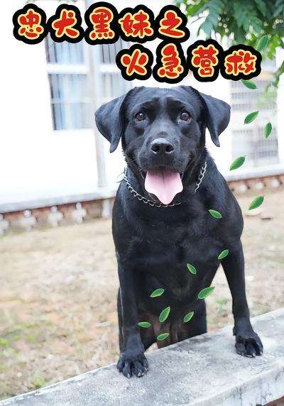 忠犬黑妹之火急营救封面图