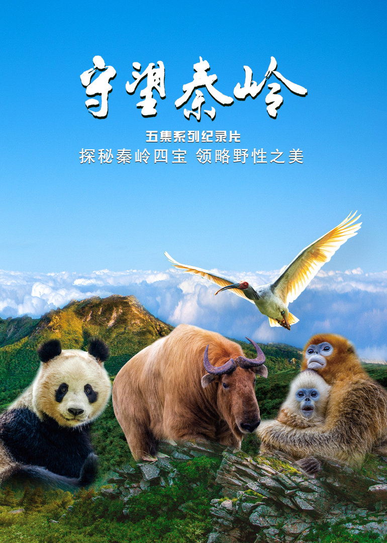 守望秦岭封面图