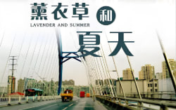 薰衣草和夏天封面图