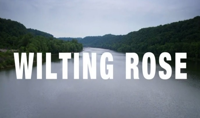 枯萎的玫瑰封面图