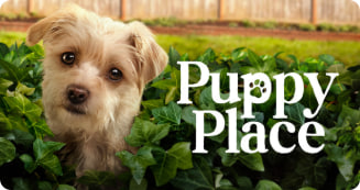 狗狗天地 第二季封面图