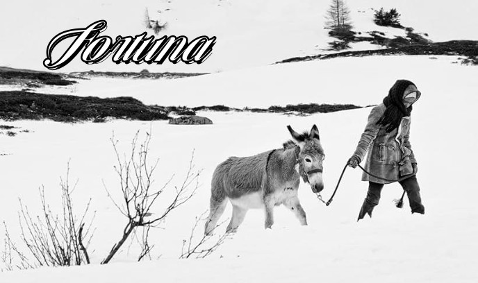 芙朵娜的眼泪封面图