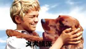 义犬情深封面图