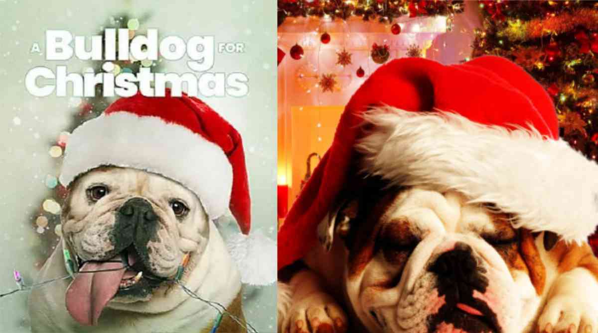 圣诞节的斗牛犬封面图