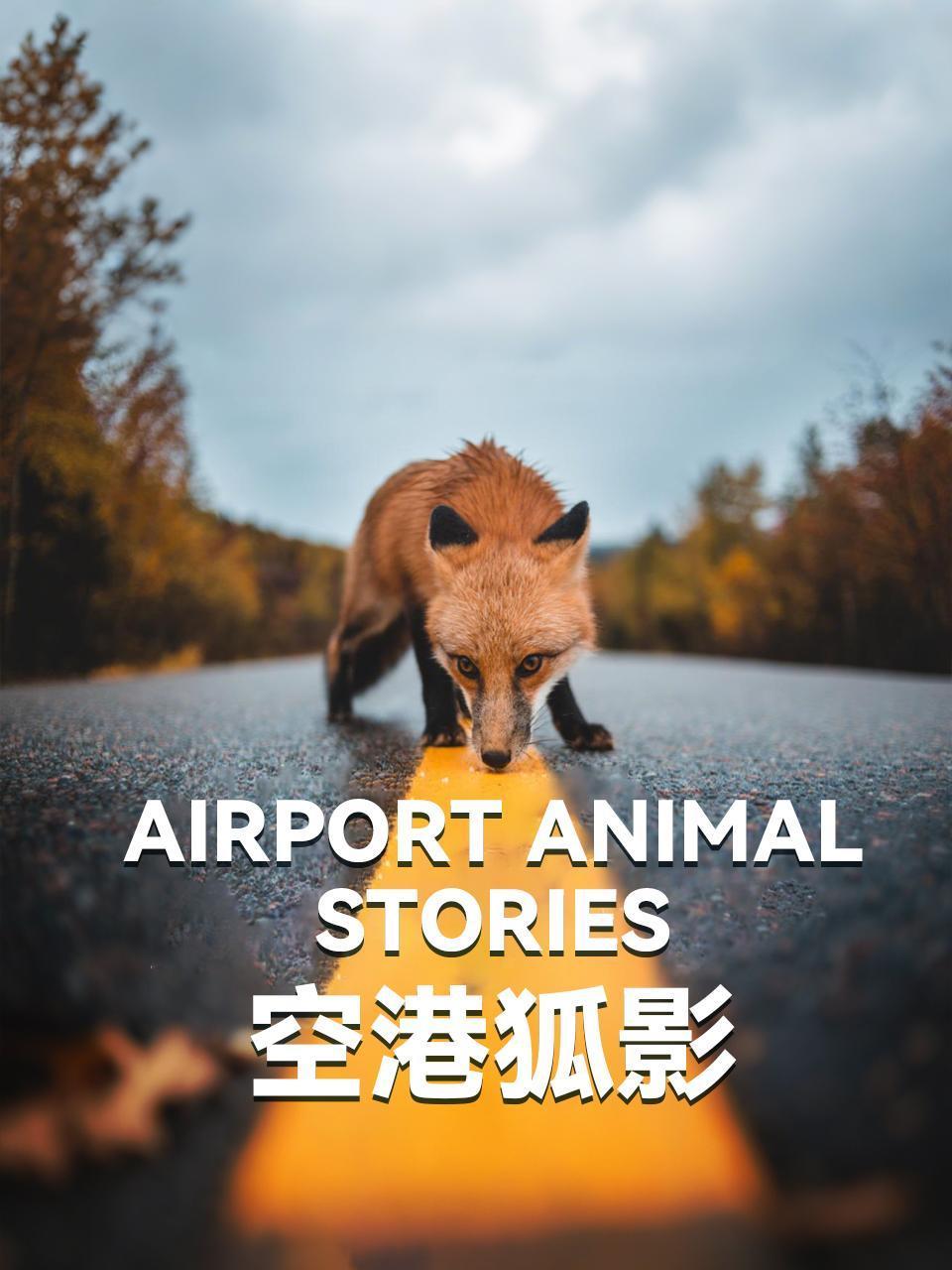 空港狐影封面图