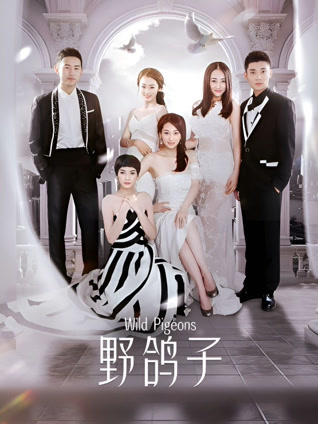 野鸽子封面图