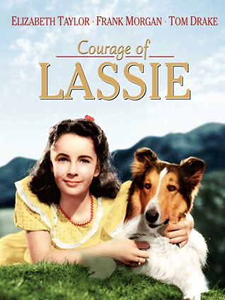 战火历险记封面图