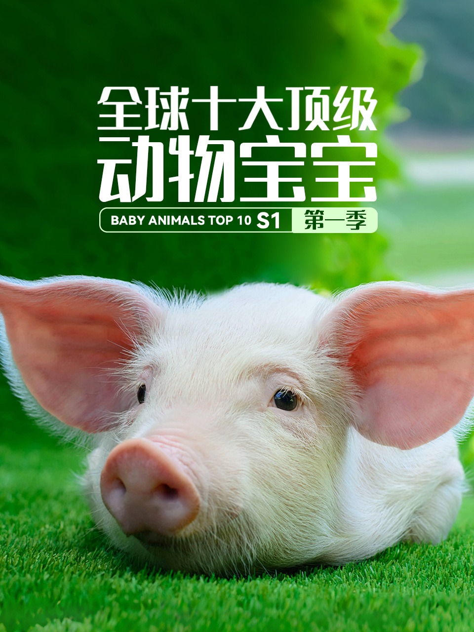 全球十大顶级动物宝宝第一季封面图